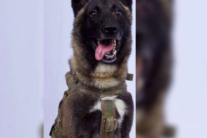 Conan The Dog Who Helped Take Down ISIS Leader Won't Be Awarded Medal Of Honour