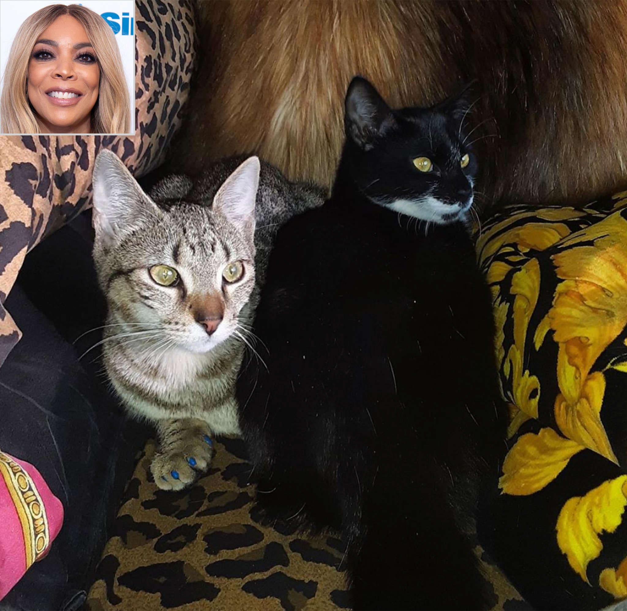 Wendy Williams' Cat Reveals Her 'Mom's Plans For This Weekend - Read The Funny Message