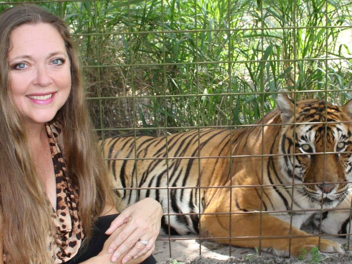 Carole Baskin s Big Cat Rescue Sanctuary Site Of Vicious Tiger Attack 
