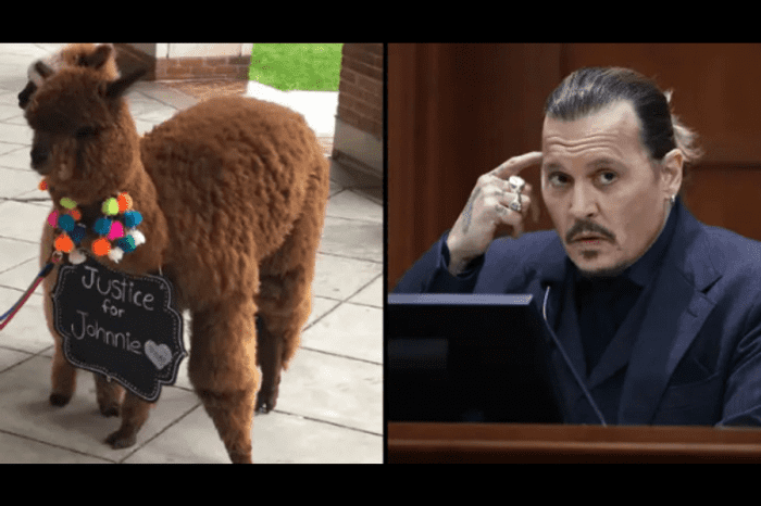 Fan of Johnny Depp led the alpacas to the courthouse