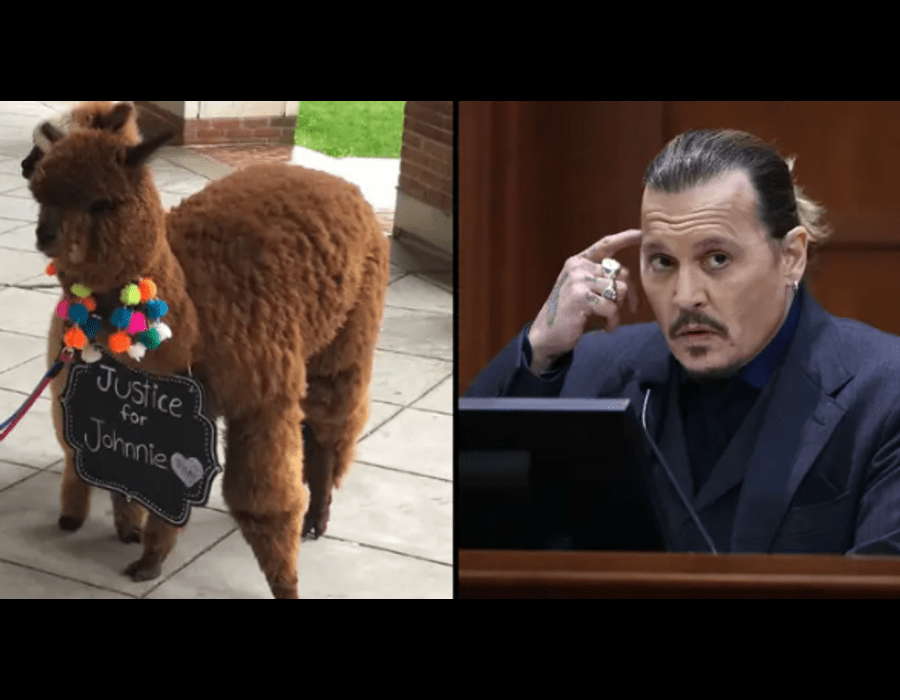 ”fan-of-johnny-depp-led-the-alpacas-to-the-courthouse”