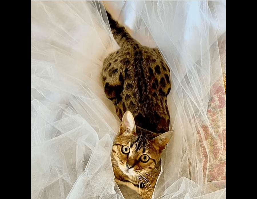 Britney Spears let the cat play with the veil before the wedding.