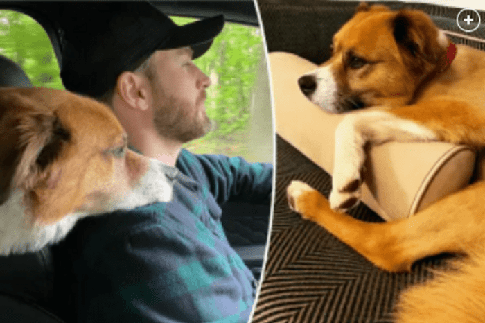 Chris Evans honors National Rescue Dog Day with his dog Pooch Dodger